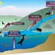 Illustration for article titled How Whale Poop Balanced Earths Nutrient Cycles